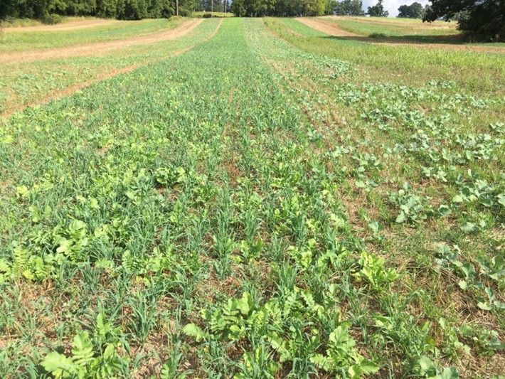 A mixed cover crop field with young oat grasses and radish plants emerging in rows across a lightly tilled field.